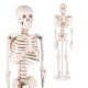 Mini Human Skeleton Model for Anatomy 33.5'' 1/2 Life Size with Nervous System