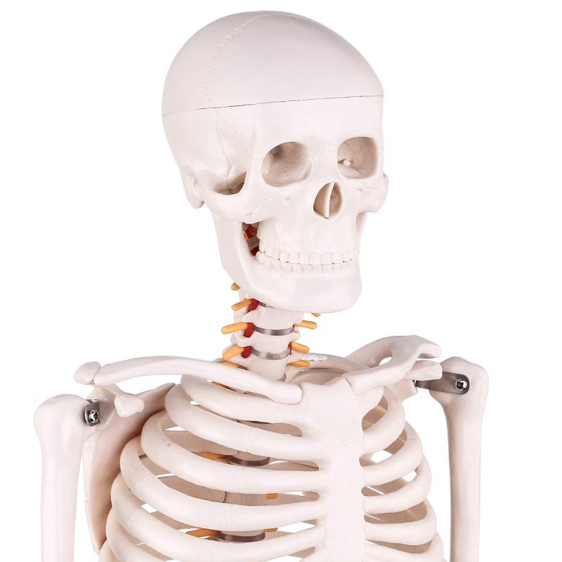 Mini Human Skeleton Model for Anatomy 33.5'' 1/2 Life Size with Nervous System
