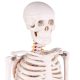 Mini Human Skeleton Model for Anatomy 33.5'' 1/2 Life Size with Nervous System
