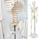 Mini Human Skeleton Model for Anatomy 33.5'' 1/2 Life Size with Nervous System