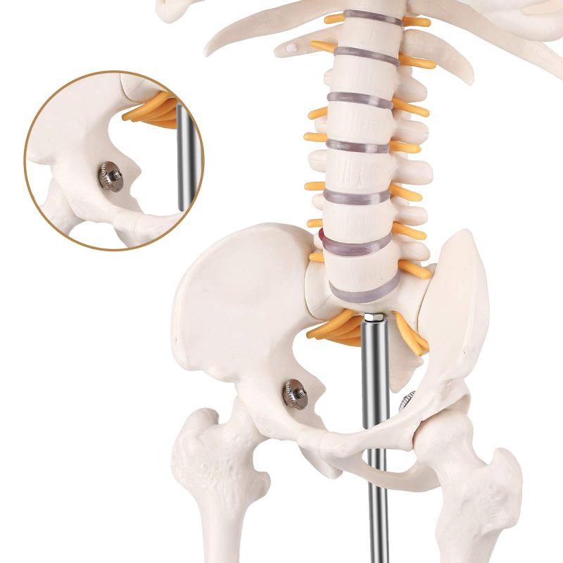 Mini Human Skeleton Model for Anatomy 33.5'' 1/2 Life Size with Nervous System