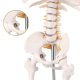 Mini Human Skeleton Model for Anatomy 33.5'' 1/2 Life Size with Nervous System