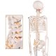 Mini Human Skeleton Model for Anatomy 33.5'' 1/2 Life Size with Nervous System