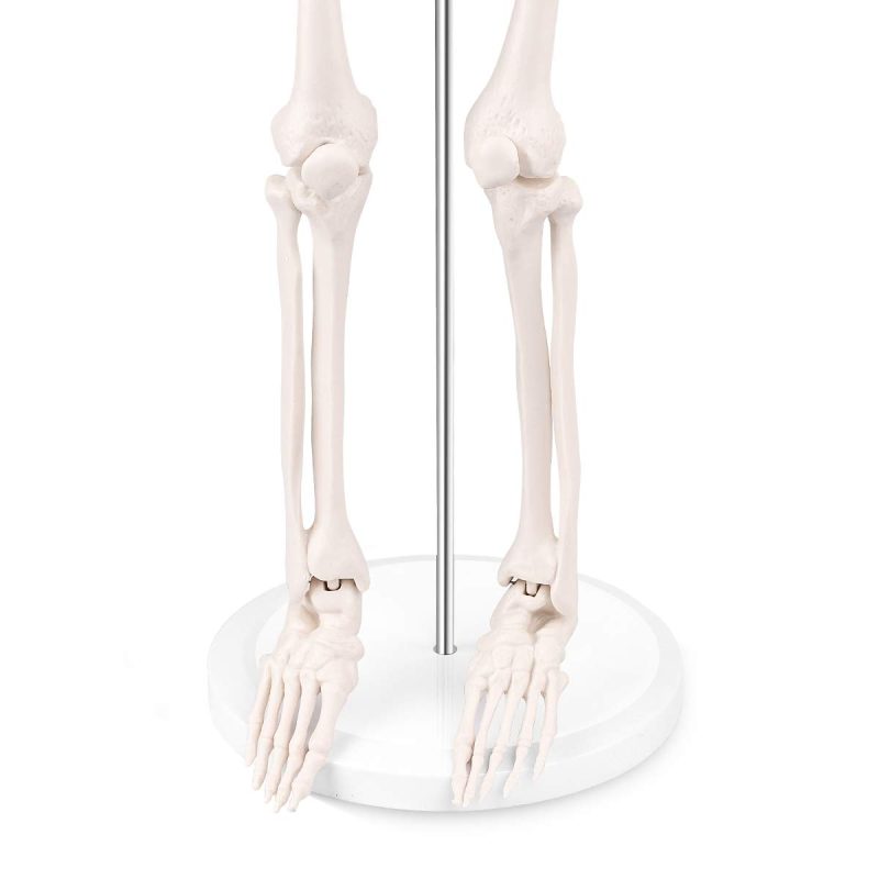 Mini Human Skeleton Model for Anatomy 33.5'' 1/2 Life Size with Nervous System