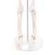 Mini Human Skeleton Model for Anatomy 33.5'' 1/2 Life Size with Nervous System