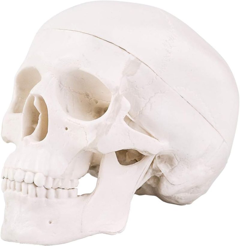 Mini Human Skull Model with Removable Skull Cap & Full Set Teeth, 3 Parts
