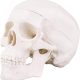 Mini Human Skull Model with Removable Skull Cap & Full Set Teeth, 3 Parts