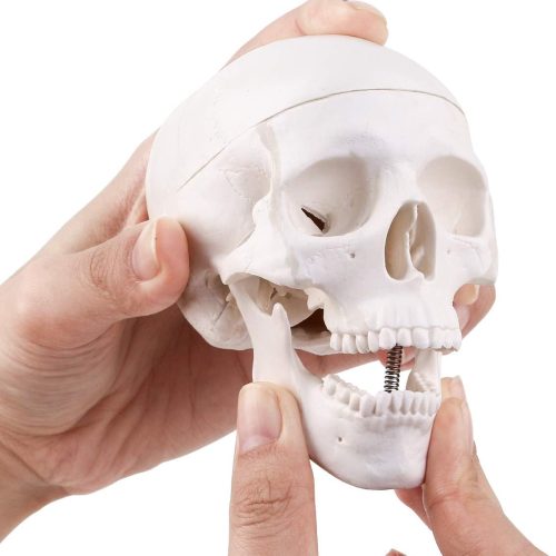 Mini Human Skull Model with Removable Skull Cap & Full Set Teeth, 3 Parts