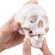 Mini Human Skull Model with Removable Skull Cap & Full Set Teeth, 3 Parts