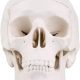Mini Human Skull Model with Removable Skull Cap & Full Set Teeth, 3 Parts