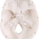Mini Human Skull Model with Removable Skull Cap & Full Set Teeth, 3 Parts
