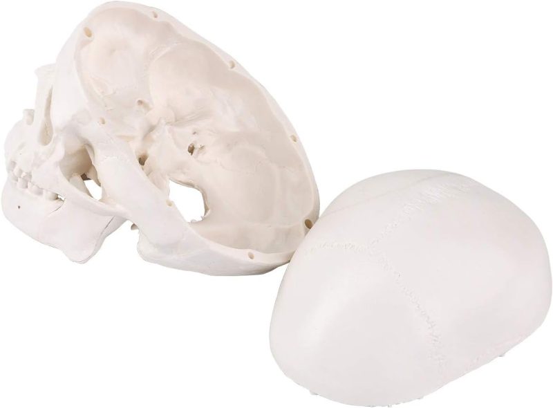 Mini Human Skull Model with Removable Skull Cap & Full Set Teeth, 3 Parts