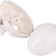Mini Human Skull Model with Removable Skull Cap & Full Set Teeth, 3 Parts