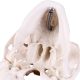 Mini Human Skull Model with Removable Skull Cap & Full Set Teeth, 3 Parts
