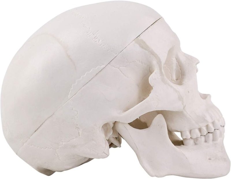 Mini Human Skull Model with Removable Skull Cap & Full Set Teeth, 3 Parts