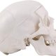Mini Human Skull Model with Removable Skull Cap & Full Set Teeth, 3 Parts