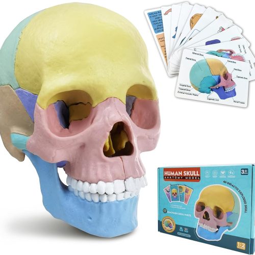2024 New Anatomy Skull Model, 17 Parts Puzzle of Human Anatomy Skull, 10 Skull Knowledge Flash Cards, Detachable Palm Sized Mini Human Medical Skull Model, Medical Clinic Teaching Equipment, for Kids