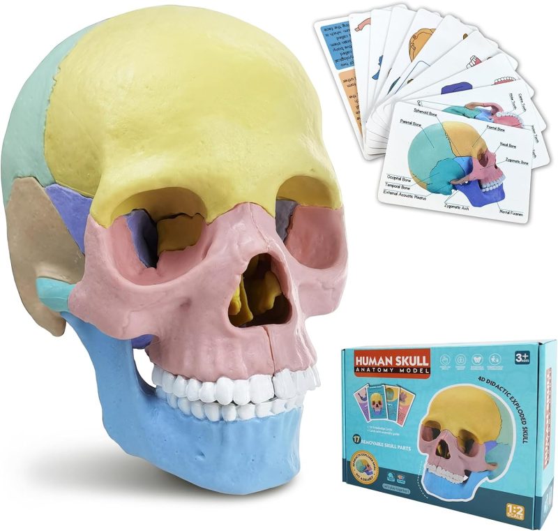 2024 New Anatomy Skull Model, 17 Parts Puzzle of Human Anatomy Skull, 10 Skull Knowledge Flash Cards, Detachable Palm Sized Mini Human Medical Skull Model, Medical Clinic Teaching Equipment, for Kids