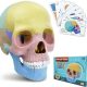 2024 New Anatomy Skull Model, 17 Parts Puzzle of Human Anatomy Skull, 10 Skull Knowledge Flash Cards, Detachable Palm Sized Mini Human Medical Skull Model, Medical Clinic Teaching Equipment, for Kids