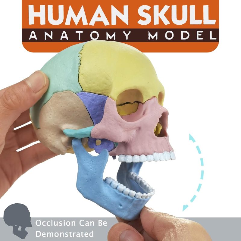 Palm Sized Mini Human Medical Skull Model 17 Parts