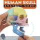 Palm Sized Mini Human Medical Skull Model 17 Parts