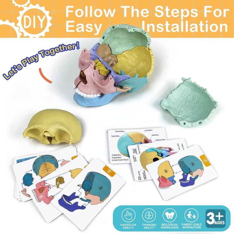 2024 New Anatomy Skull Model, 17 Parts Puzzle of Human Anatomy Skull, 10 Skull Knowledge Flash Cards, Detachable Palm Sized Mini Human Medical Skull Model, Medical Clinic Teaching Equipment, for Kids
