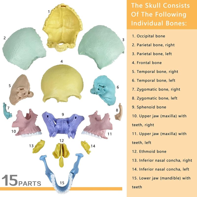 2024 New Anatomy Skull Model, 17 Parts Puzzle of Human Anatomy Skull, 10 Skull Knowledge Flash Cards, Detachable Palm Sized Mini Human Medical Skull Model, Medical Clinic Teaching Equipment, for Kids