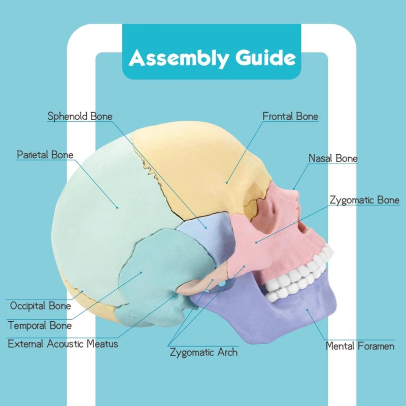 2024 New Anatomy Skull Model, 17 Parts Puzzle of Human Anatomy Skull, 10 Skull Knowledge Flash Cards, Detachable Palm Sized Mini Human Medical Skull Model, Medical Clinic Teaching Equipment, for Kids