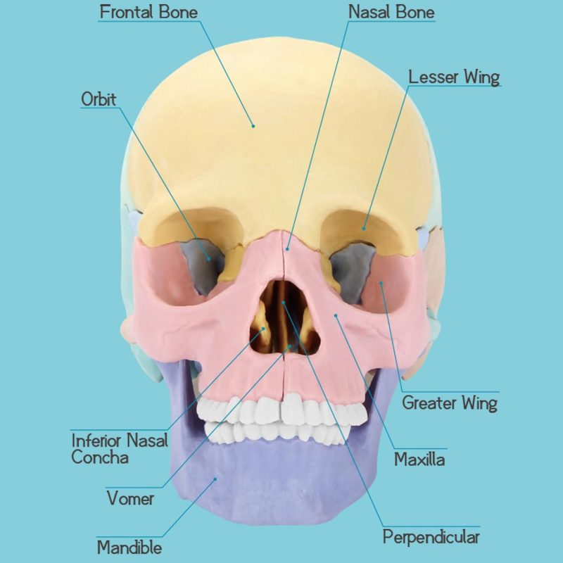 2024 New Anatomy Skull Model, 17 Parts Puzzle of Human Anatomy Skull, 10 Skull Knowledge Flash Cards, Detachable Palm Sized Mini Human Medical Skull Model, Medical Clinic Teaching Equipment, for Kids