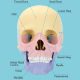 2024 New Anatomy Skull Model, 17 Parts Puzzle of Human Anatomy Skull, 10 Skull Knowledge Flash Cards, Detachable Palm Sized Mini Human Medical Skull Model, Medical Clinic Teaching Equipment, for Kids