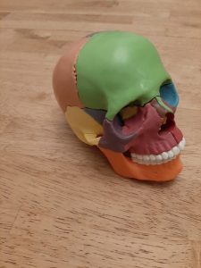 Didactic Palm-Sized Anatomy Skull Model with 15 Parts