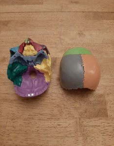 Didactic Palm-Sized Anatomy Skull Model with 15 Parts