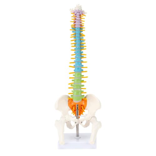 17 Inches Colored Miniature Spine Anatomy Model