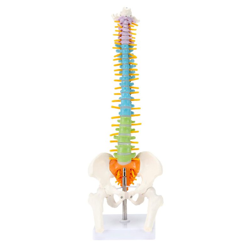 17 Inches Colored Miniature Spine Anatomy Model