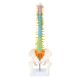 17 Inches Colored Miniature Spine Anatomy Model