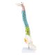 17 Inches Colored Miniature Spine Anatomy Model