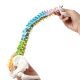 17 Inches Colored Miniature Spine Anatomy Model