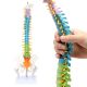 17 Inches Colored Miniature Spine Anatomy Model