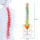 17 Inches Colored Miniature Spine Anatomy Model