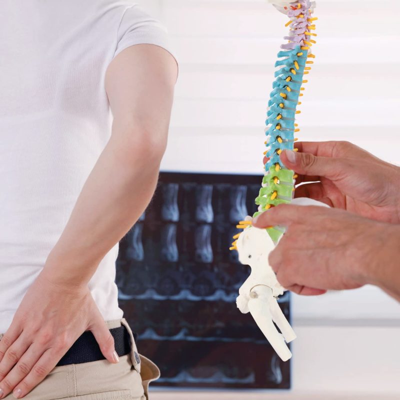 17 Inches Colored Miniature Spine Anatomy Model