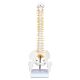 17 Inches Mini Human Spine Model with Stand