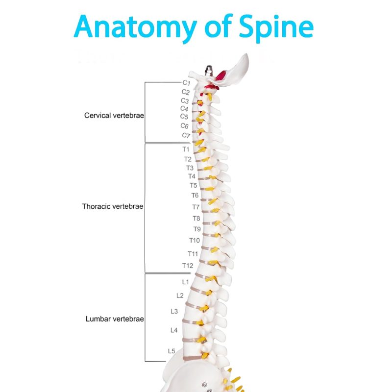 17 Inches Mini Human Spine Model with Stand