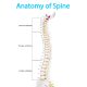 17 Inches Mini Human Spine Model with Stand