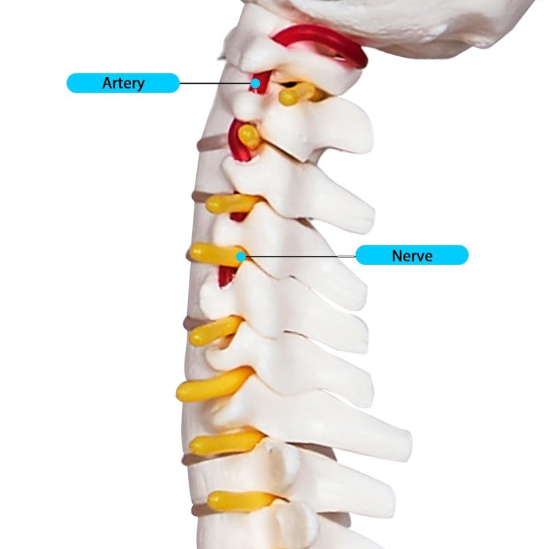 17 Inches Mini Human Spine Model with Stand