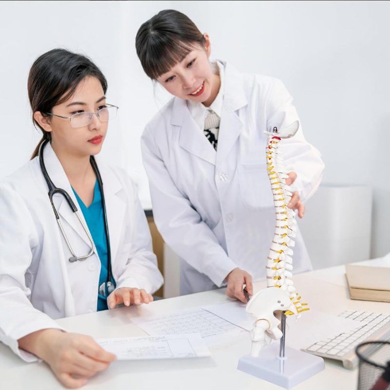 17 Inches Mini Human Spine Model with Stand
