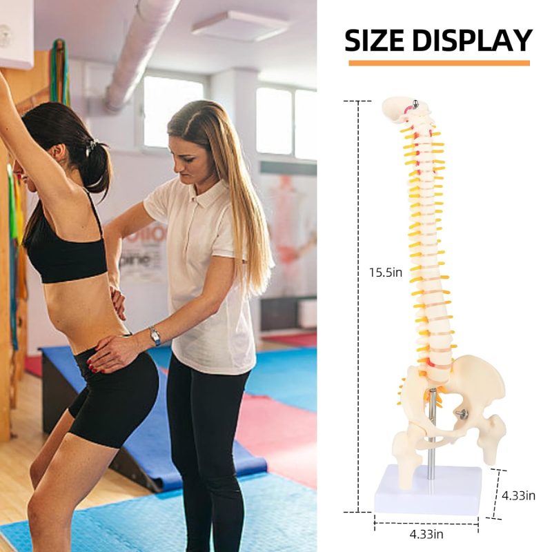 17 Inches Mini Human Spine Model with Stand