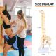 17 Inches Mini Human Spine Model with Stand
