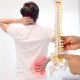 17 Inches Mini Human Spine Model with Stand