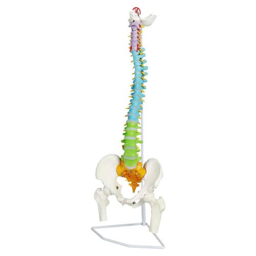 Flexible Colored Human Spinal Life Size with with Femur Heads