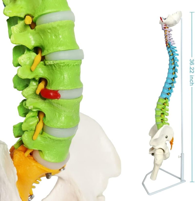 Flexible Colored Human Spinal Life Size with with Femur Heads